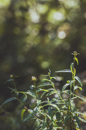 夏天清晨沾满露水的逆光植物