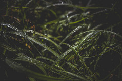 暗调风格谷雨节气沾满雨水的草叶