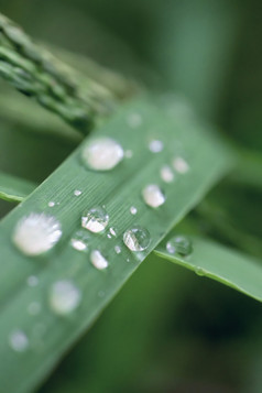 谷雨节气绿草雨珠图片
