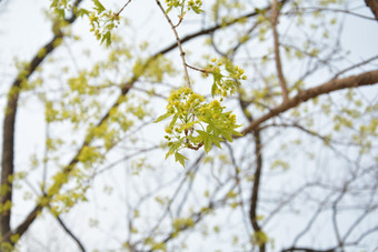 春天元宝槭开花