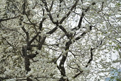 春天植物园公园中盛开的山桃花