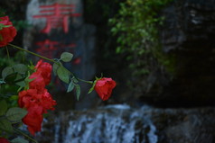 植物园公园中盛开的红色月季花