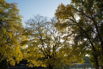 秋天公园中变黄的树林