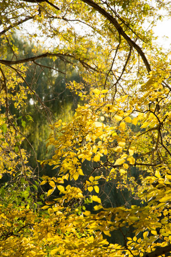 秋天公园中叶子变黄的榆树叶