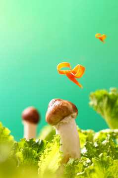 春天新鲜蘑菇菌菇创意摄影图