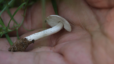 高速升格夏天森林环境 蘑菇 水滴落花 狗