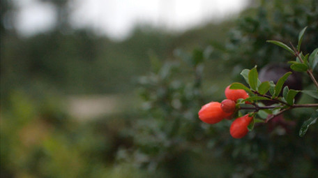 高速升格夏天森林环境 蘑菇 水滴落花 狗