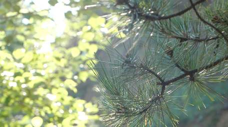 高速升格夏天森林环境 蘑菇 水滴落花 狗