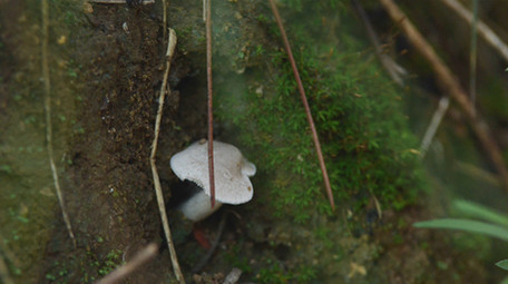 高速升格夏天森林环境 蘑菇 水滴落花 狗