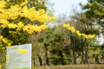 春天公园盛开的<strong>迎春花</strong>