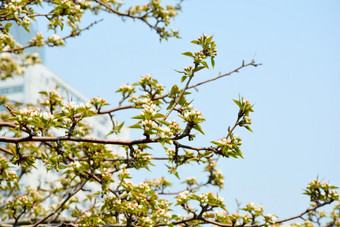 春天公园中盛开的梨花