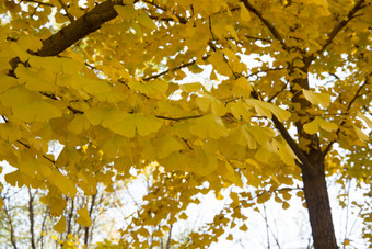 秋天公园中的银杏树