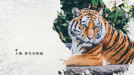 优雅大气光晕笔刷遮罩图文展示幻灯PR模版