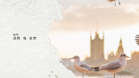 优雅大气光晕笔刷遮罩图文展示幻灯PR模版