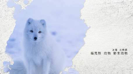 优雅大气光晕笔刷遮罩图文展示幻灯PR模版