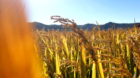 大气水稻农业宣传片实拍