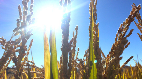 大气水稻农业宣传片实拍