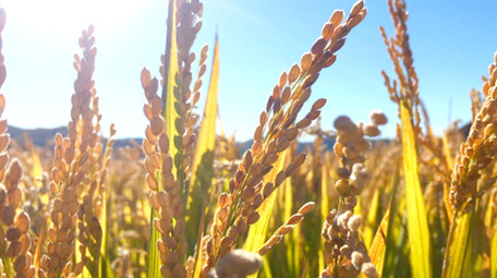 大气水稻农业宣传片实拍