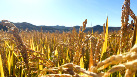 大气水稻农业宣传片实拍