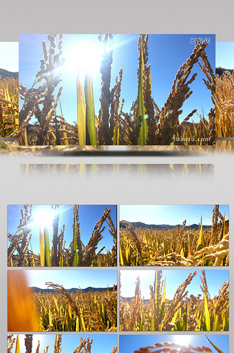 大气 水稻 农业科技 风景 宣传片图片