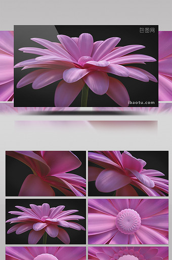 4K美丽花朵盛开情人节片头AE模板图片