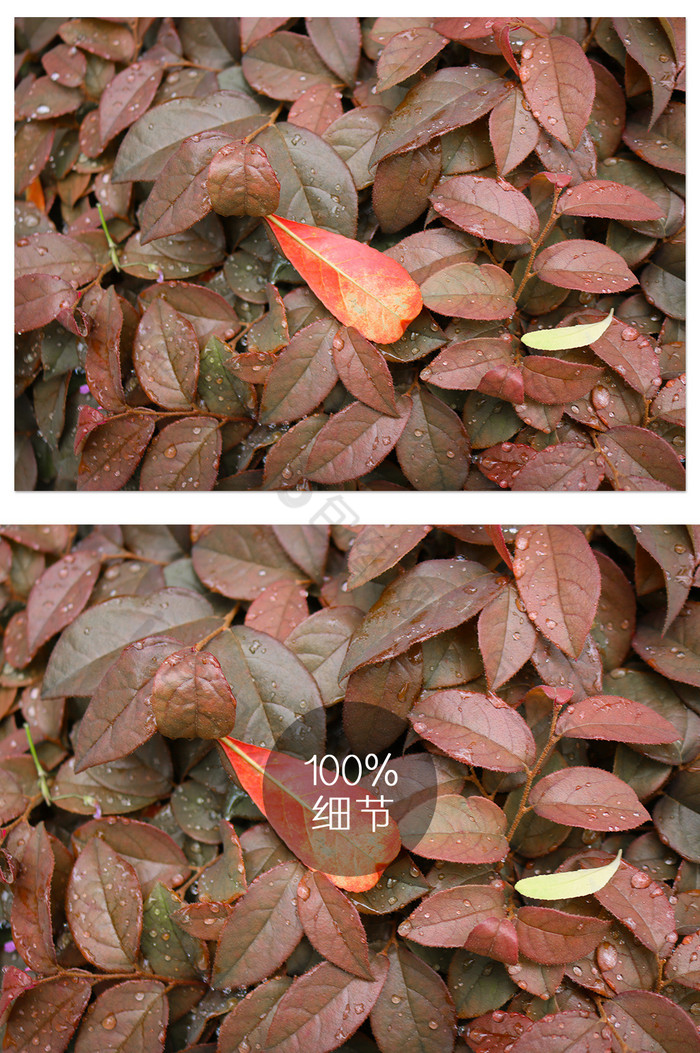 树叶落叶秋天红叶落叶堆秋叶摄影图片图片