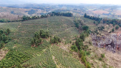 茶叶茶园种植基地