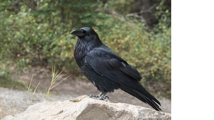 尴尬音效下载-尴尬音效素材