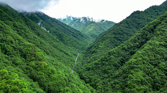 祖国大好河山湖北神农架绿色植物森林