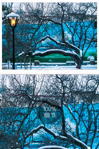 冷色调雪后公园枯树图片