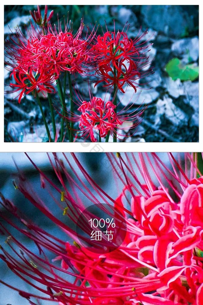 红色花卉植物彼岸花自然风光摄影图片