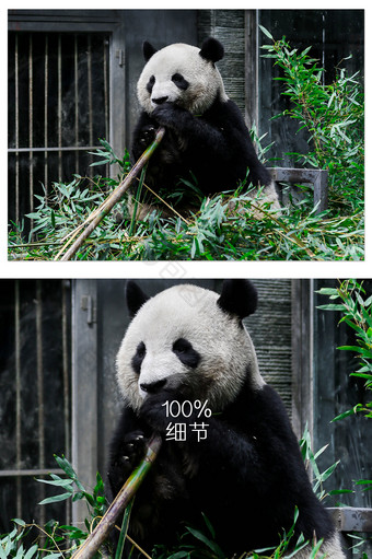 熊猫吃竹子特写照片图片