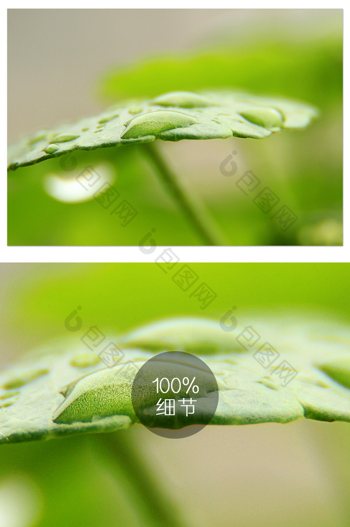 清新绿色植物露水特写摄影图图片图片