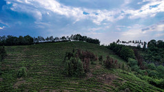 绿色茶园茶叶种植基地航拍