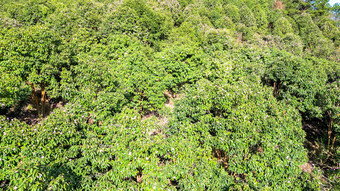 农业种植<strong>茶树</strong>茶花种植基地航拍