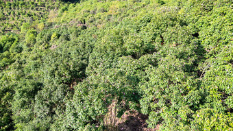 农业种植茶树茶花种植基地航拍