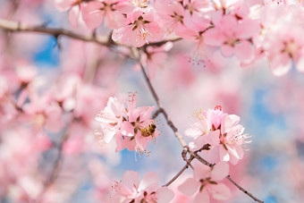 春天在盛开的桃<strong>花</strong>上忙碌的蜜蜂