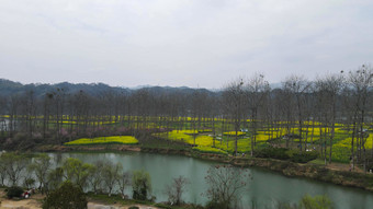 航拍春天乡村田园油菜花