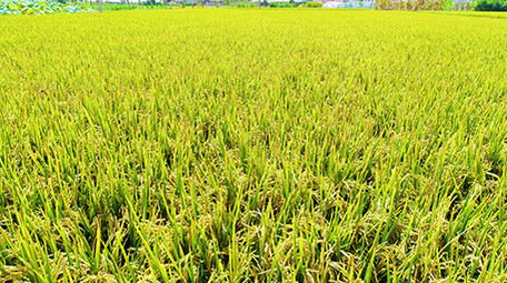 航拍金色水稻超清视频素材