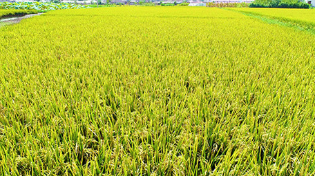 航拍金色水稻超清视频素材