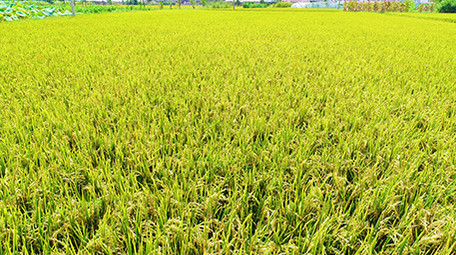 航拍金色水稻超清视频素材