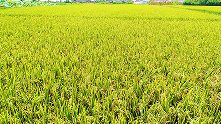 航拍金色水稻超清视频素材