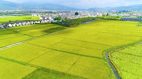 航拍秋天金色坝区景色超清视频素材