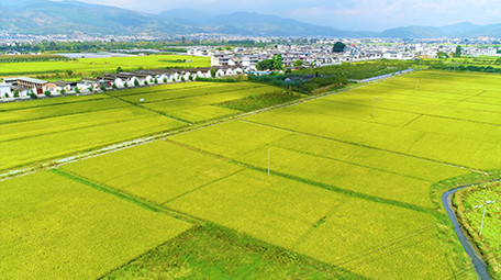 航拍秋天金色坝区景色超清视频素材