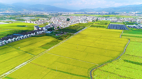 航拍秋天金色坝区景色超清视频素材