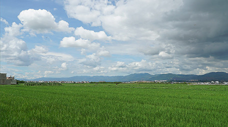 实拍水稻天空延时超清视频素材