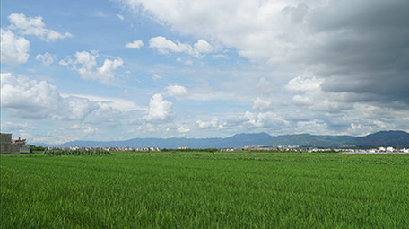 实拍水稻天空延时超清视频素材