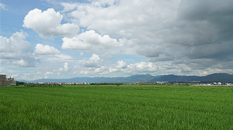实拍水稻天空延时超清视频素材