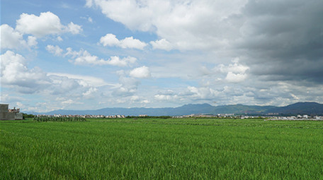 实拍水稻天空延时超清视频素材