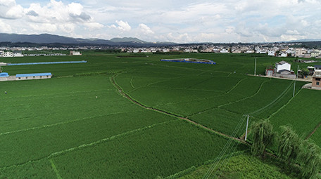 航拍保山万亩水稻风景超清视频素材